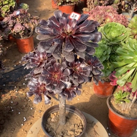 巧魔法师一物一拍