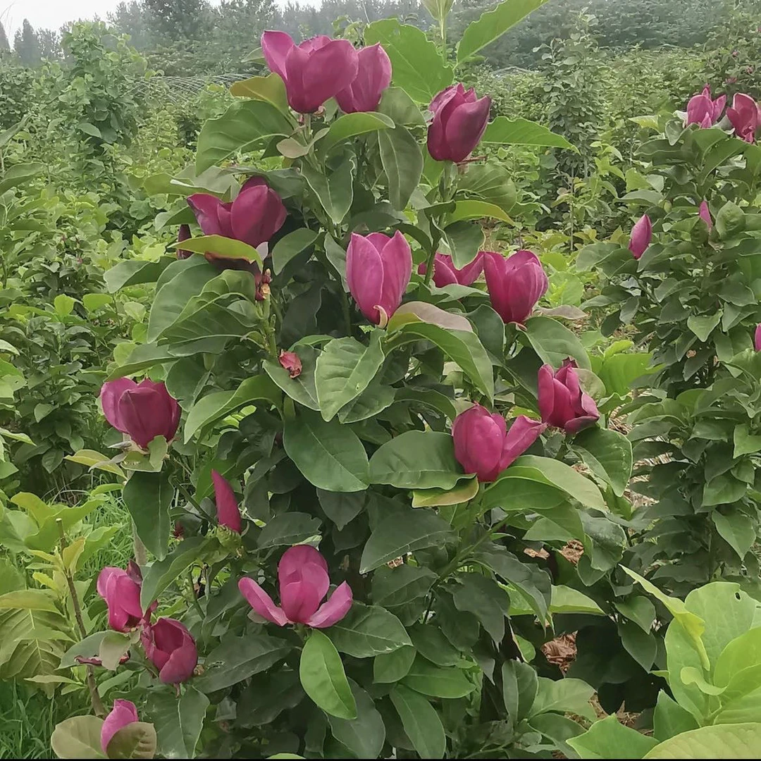 一物一拍新品种玉兰花树苗适合室内外种植好养易活花卉