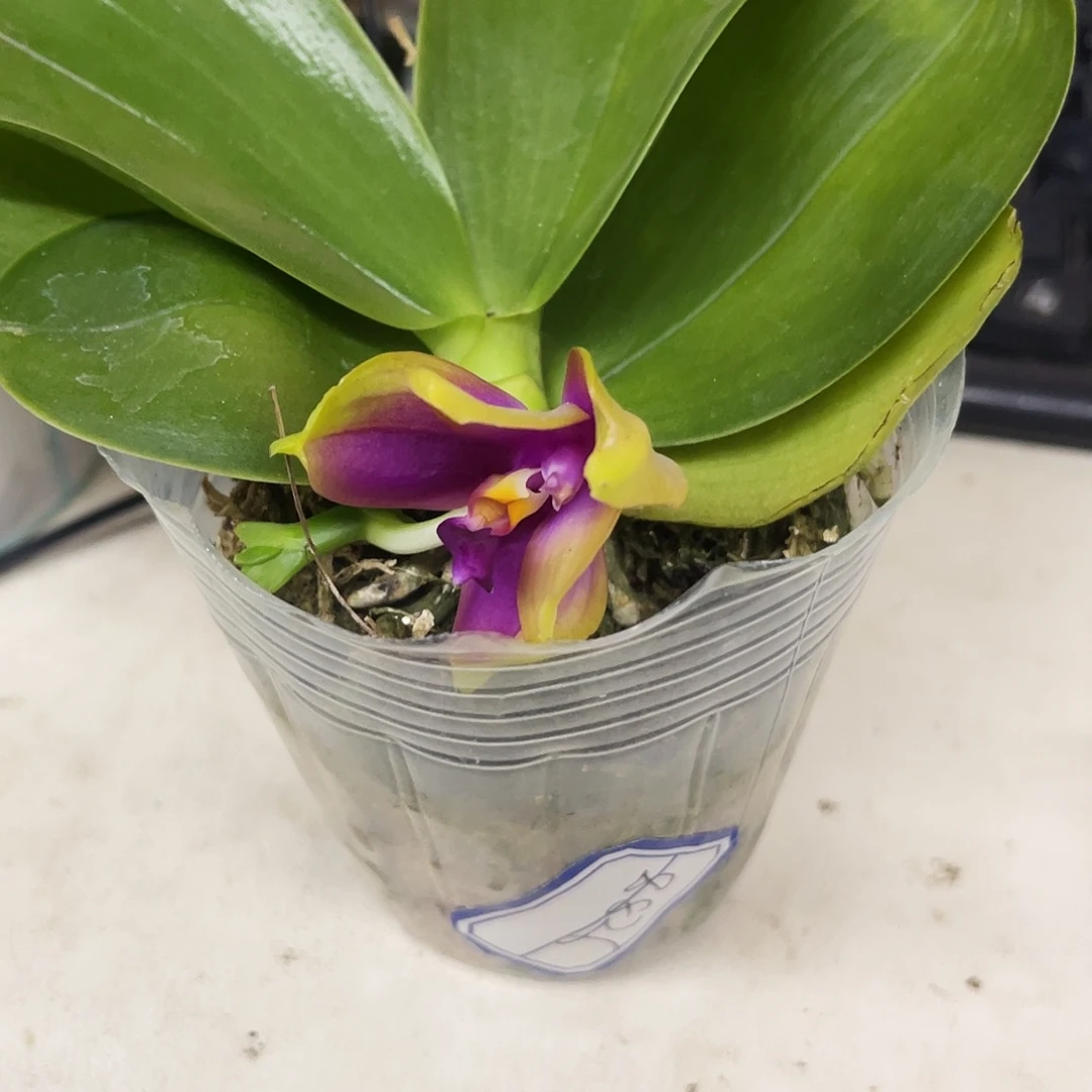 当前无花栽培后可以开花大*余蝴蝶兰原生盲盒