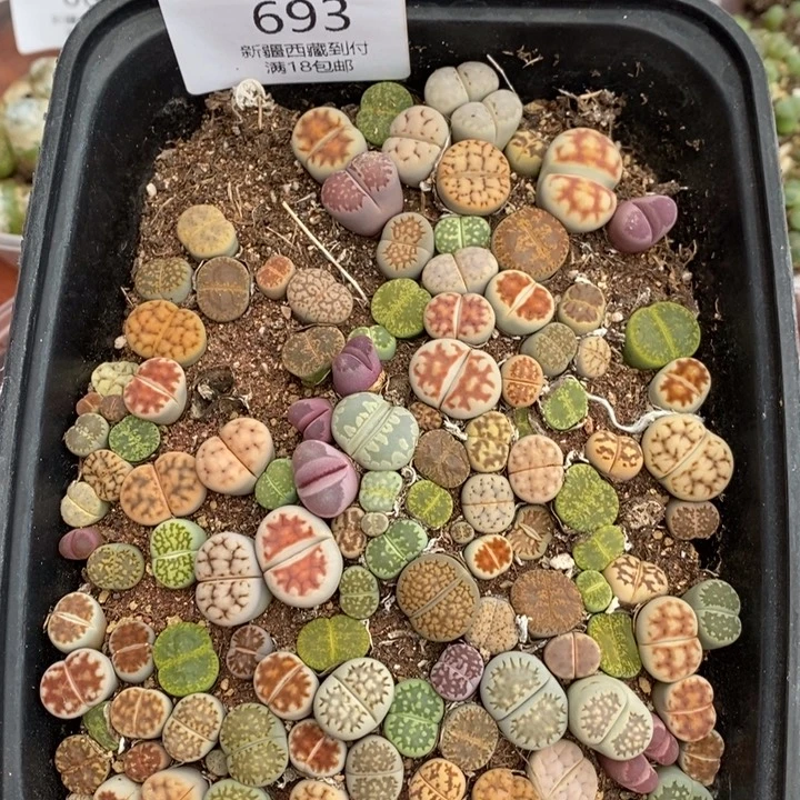 感谢您的支持，00693