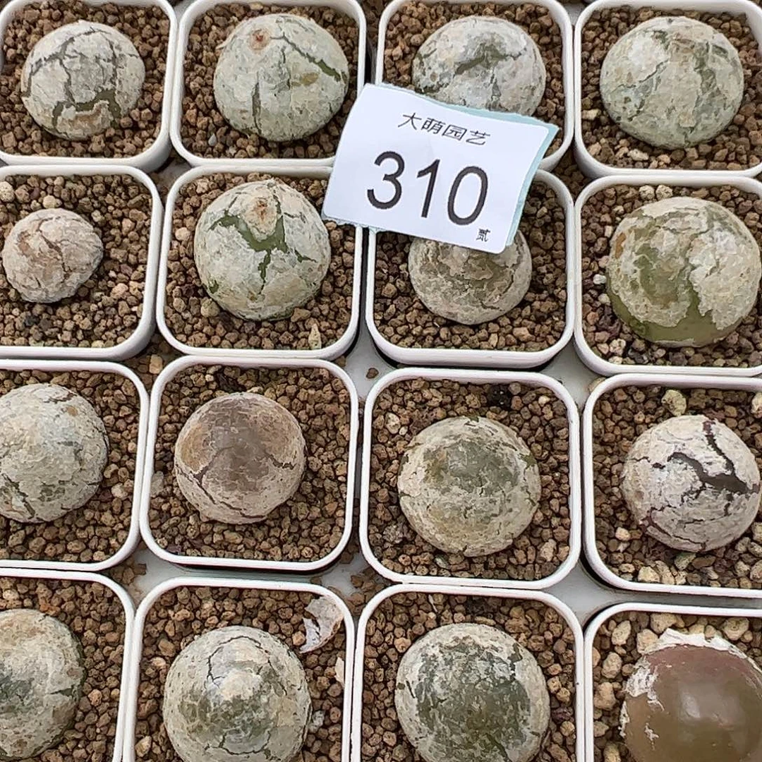 0000310量拍大灯泡1颗尺寸不低于2.0脱土发