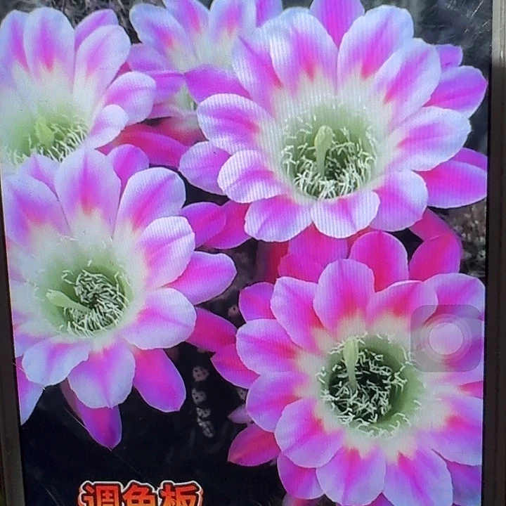 调色板侧芽4公分丽花