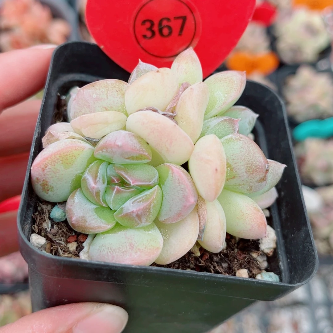 平***～367号小老桩珍妮群