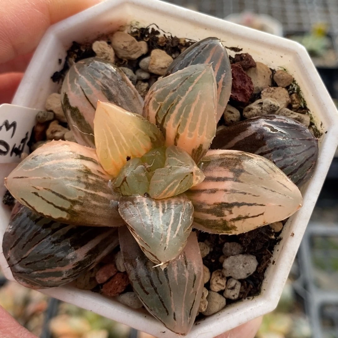 03玉潭寿锦一物一图