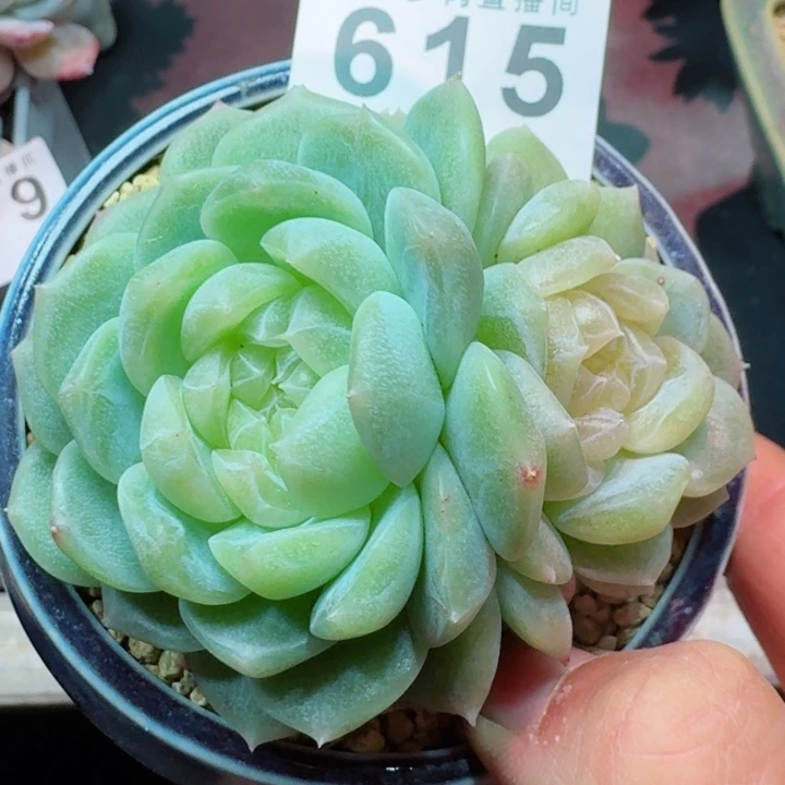 泼天母本         精控精养多肉植物