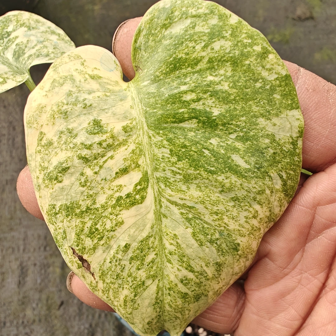 洒金龟背竹   热植保温专拍链接