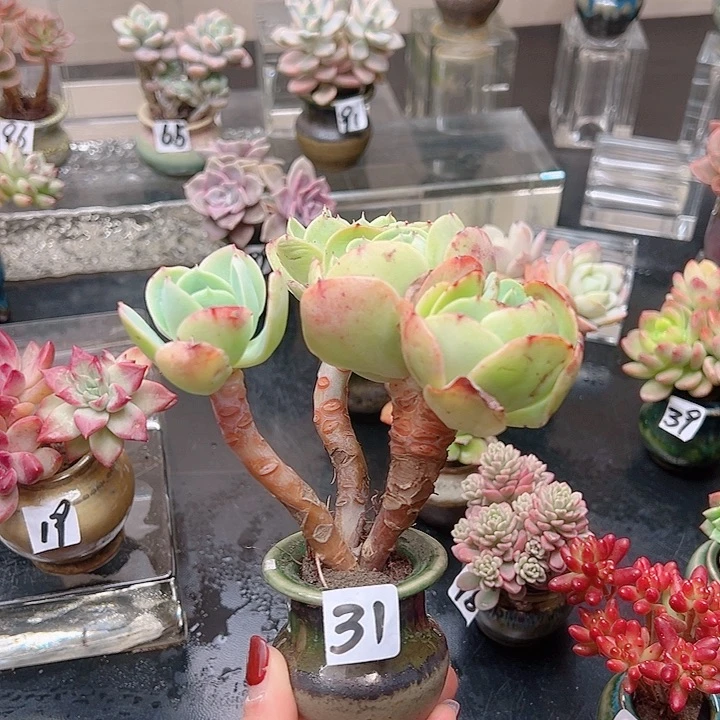 无铅玻璃玲花钱花钱花钱花钱花钱