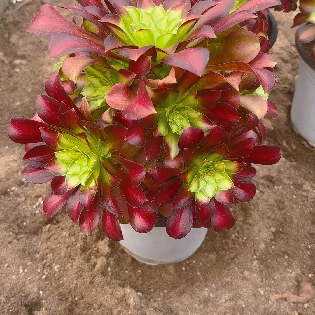 韶华多肉植物老庄