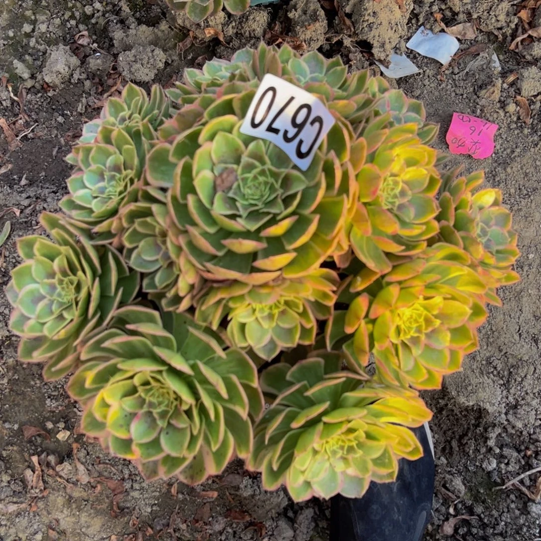 粉花妖26—-33包邮