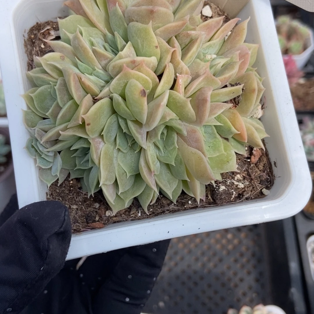401盎司诺多肉植物多肉