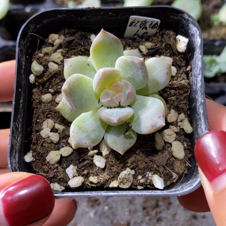 上盆红琥珀一个多肉