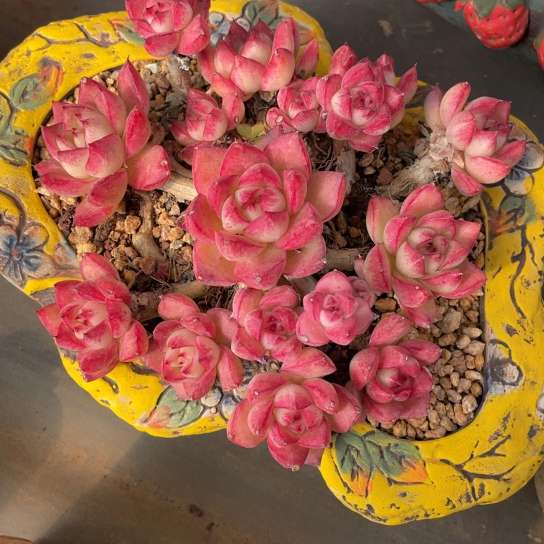 女王群老桩粗腿群生