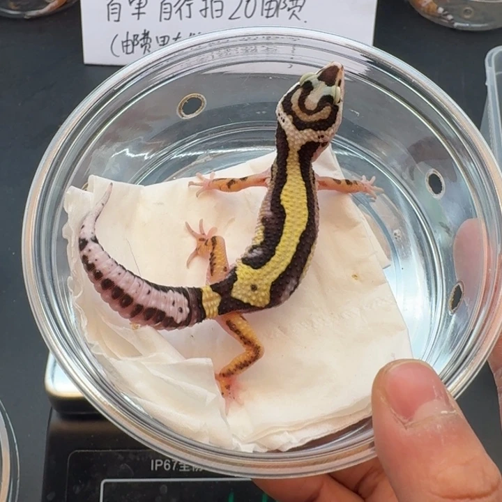 豹纹守宫土匪弟弟