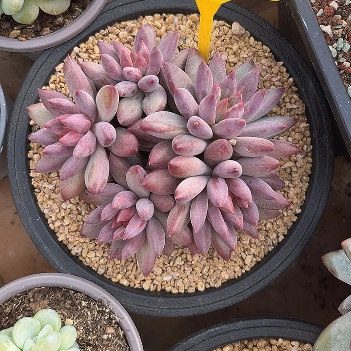 多肉植物虞美人203