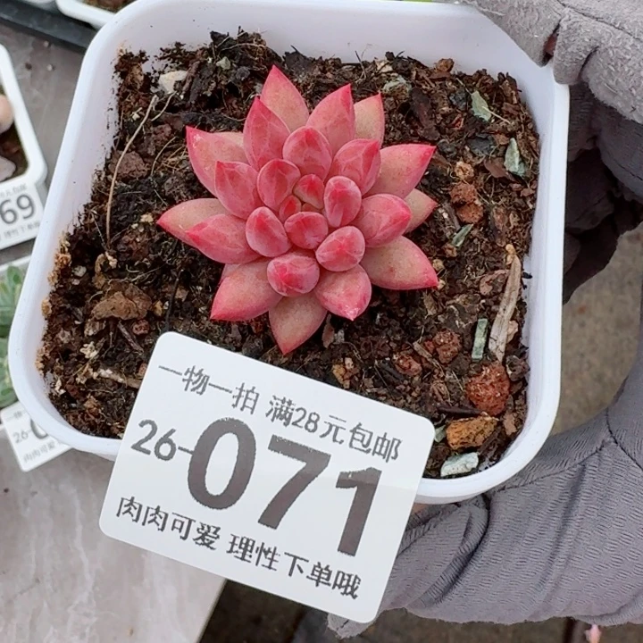 金鱼姬多肉无盆土发货无