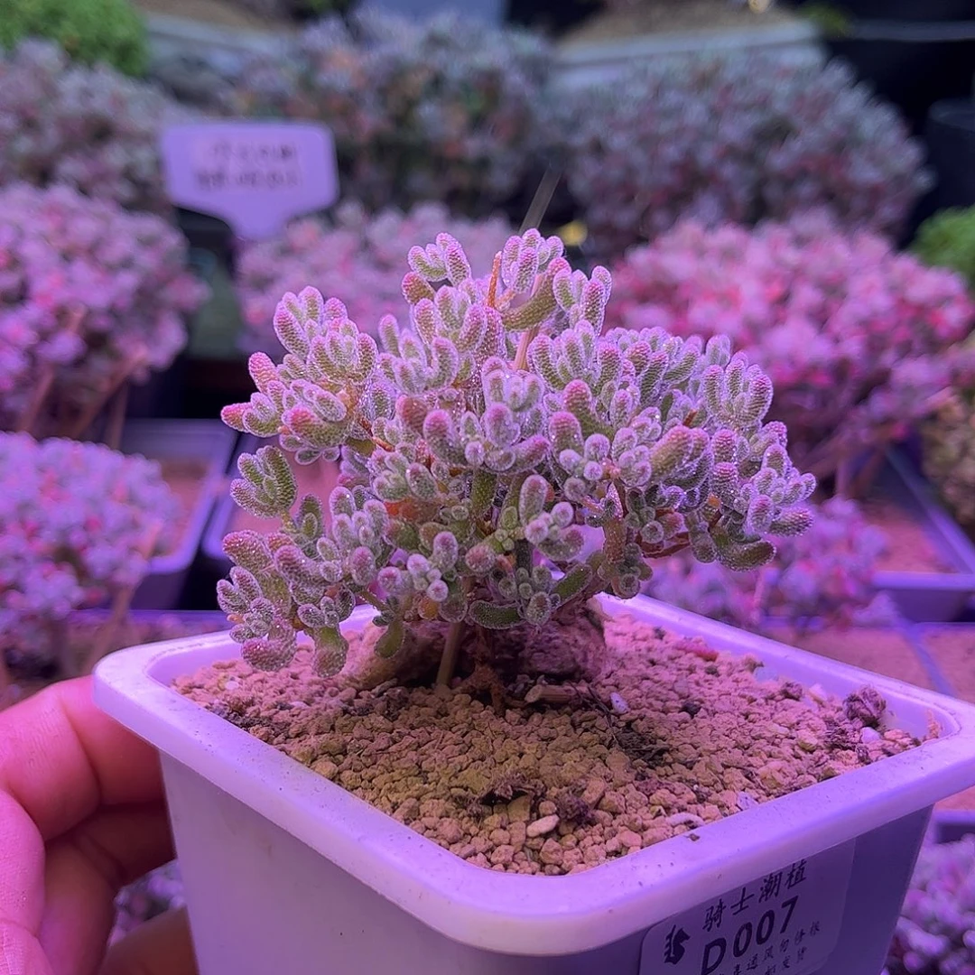 007优选冰晶枝干番杏