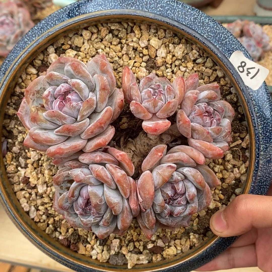 五头绿底紫心短圆肥