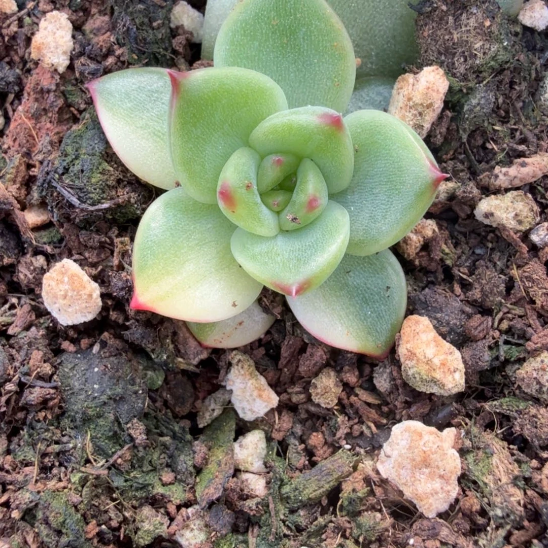 月亮石锦多肉锦植物