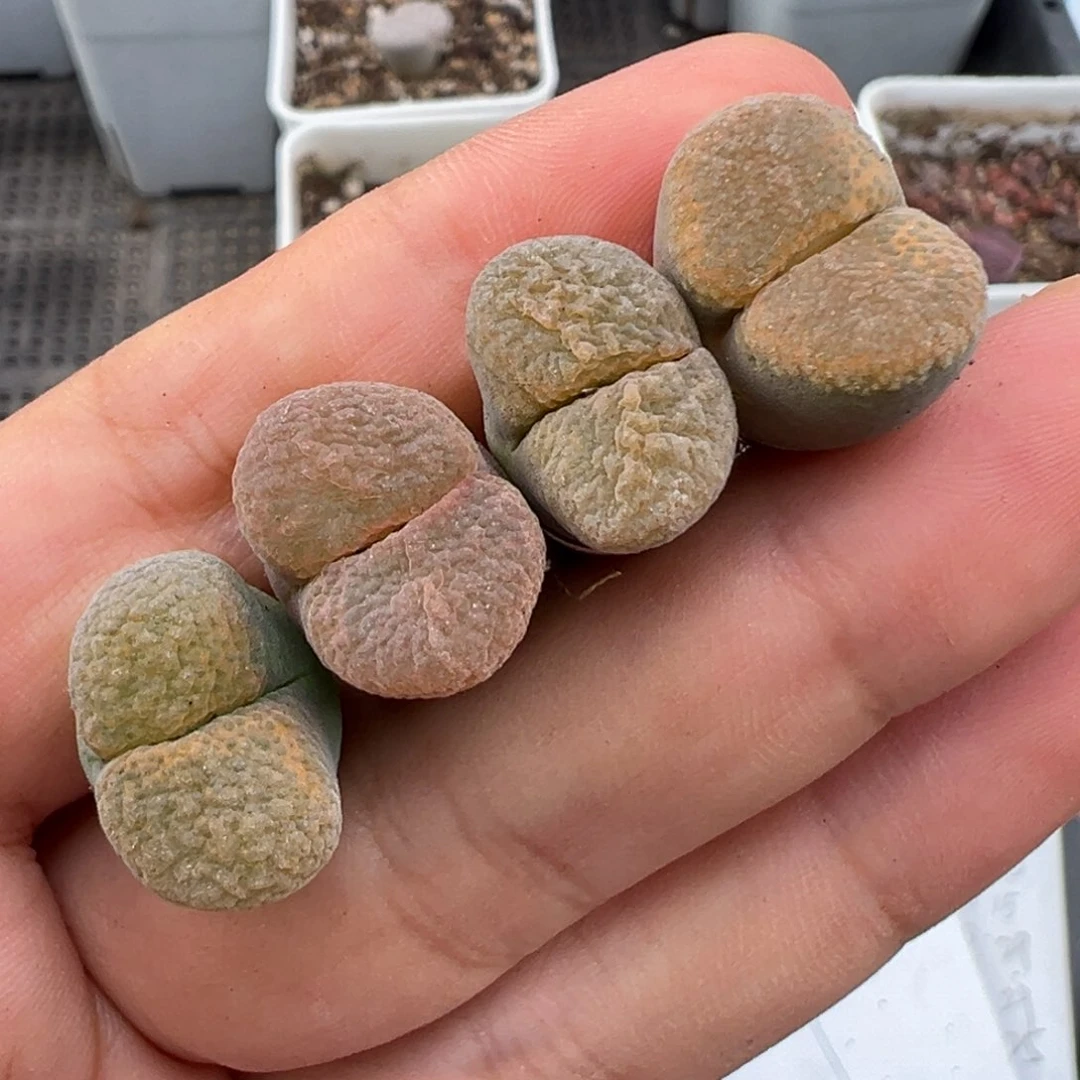 7.10好看的多肉脱土发货090