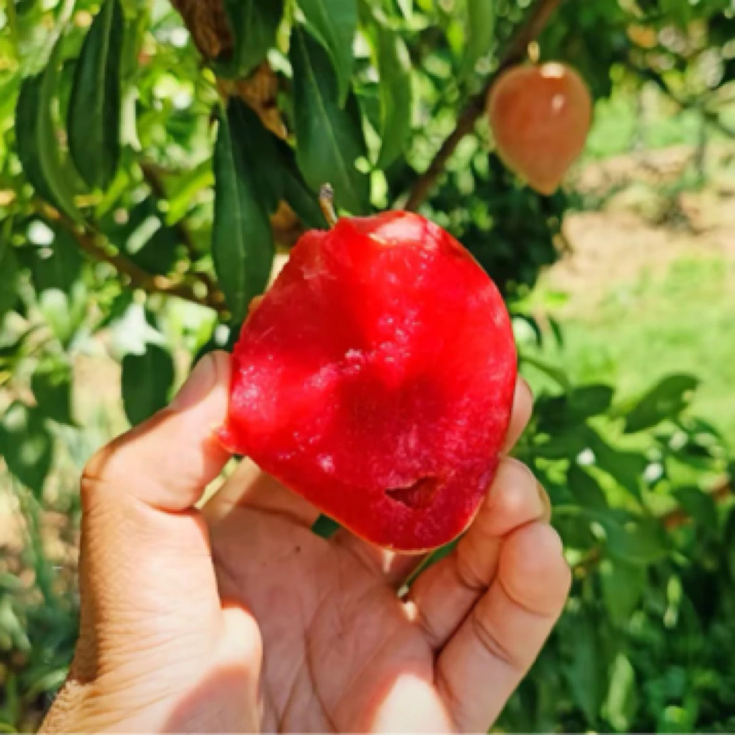 莫妮卡西梅当年嫁接苗（下单先发资料11月发苗）