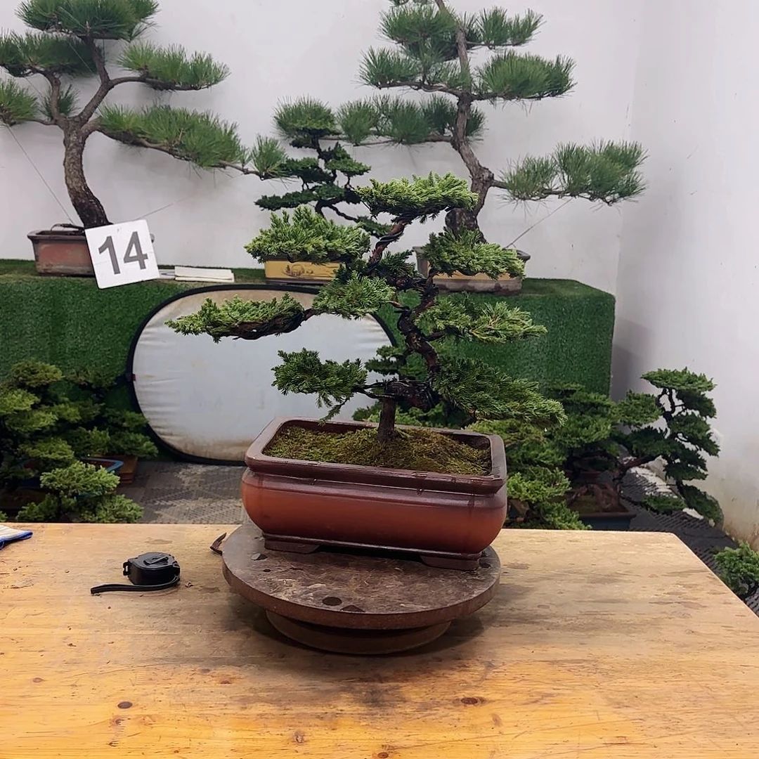 家***金盆景片刻盆景盆景