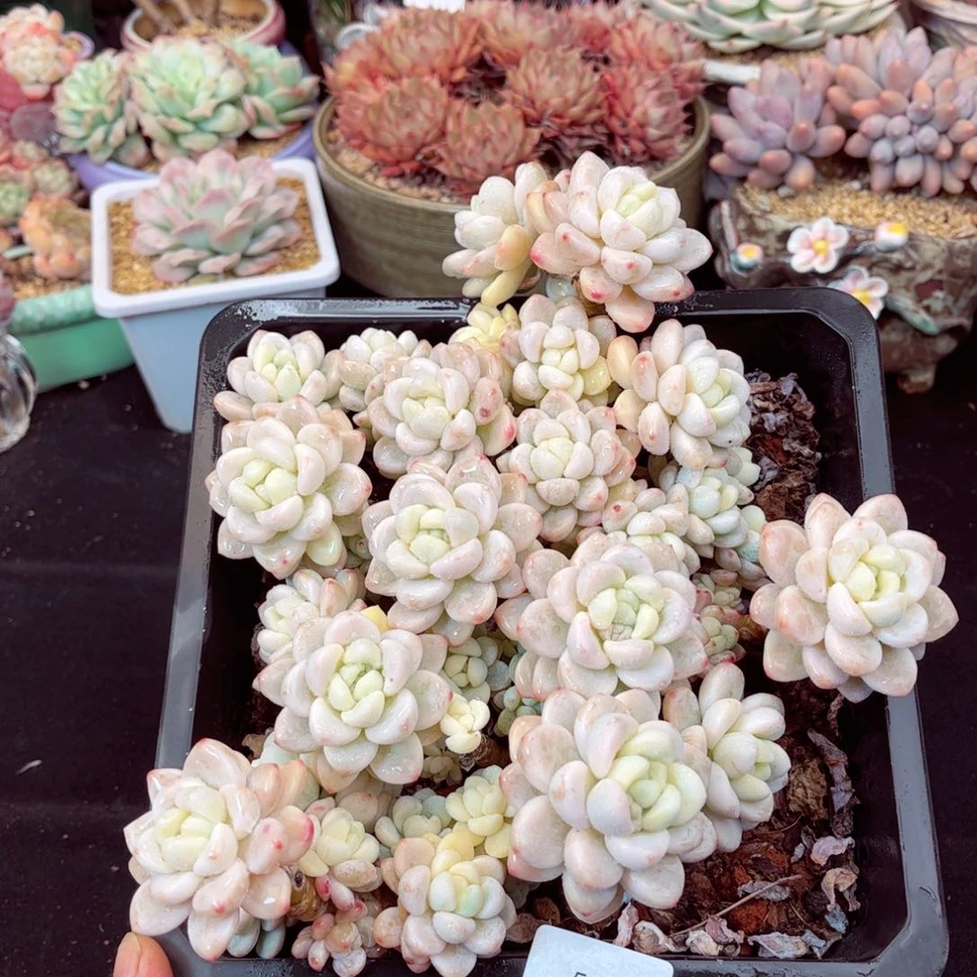 5024群生劳尔锦多肉