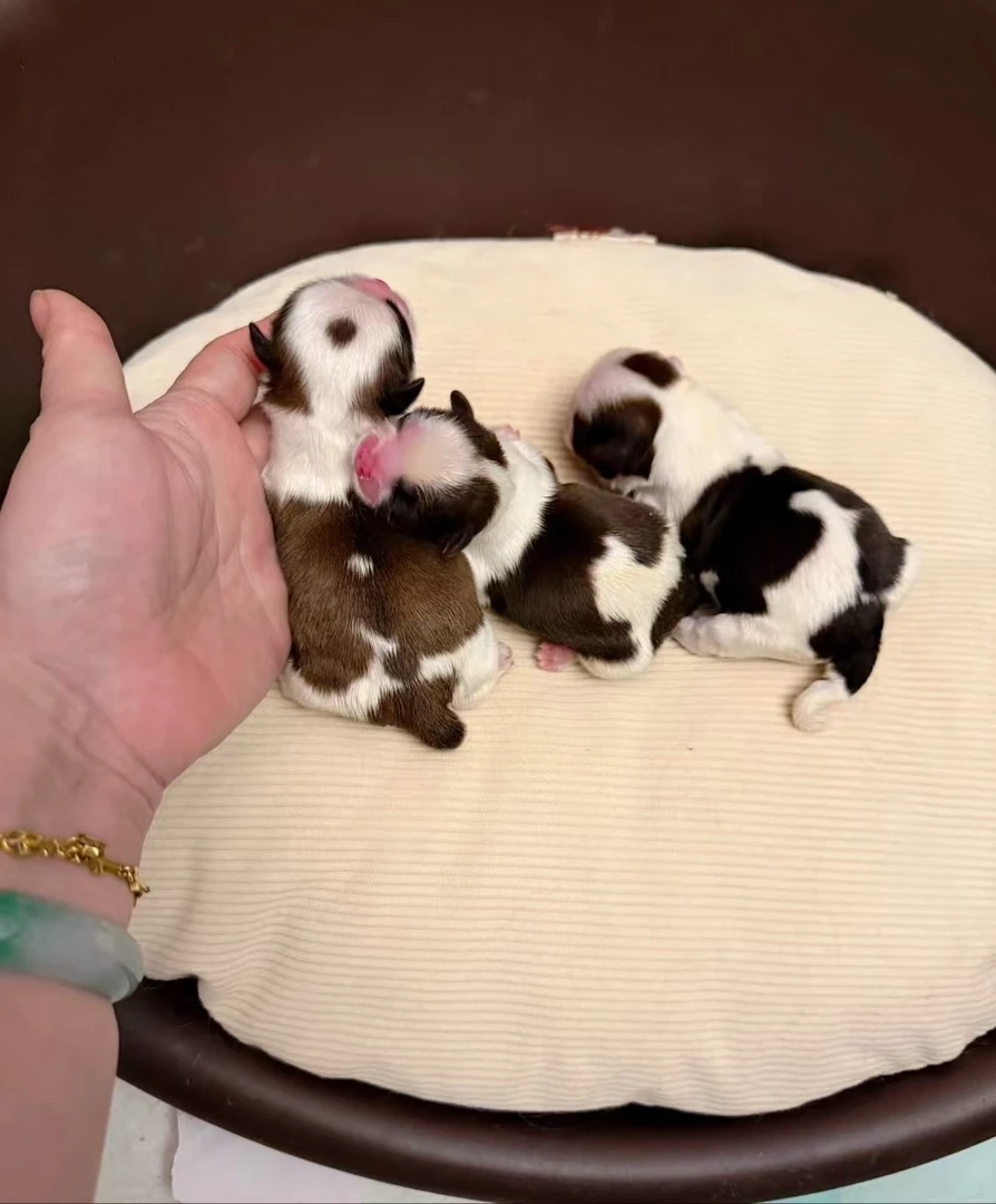 拉萨阿布索弟弟拉萨犬