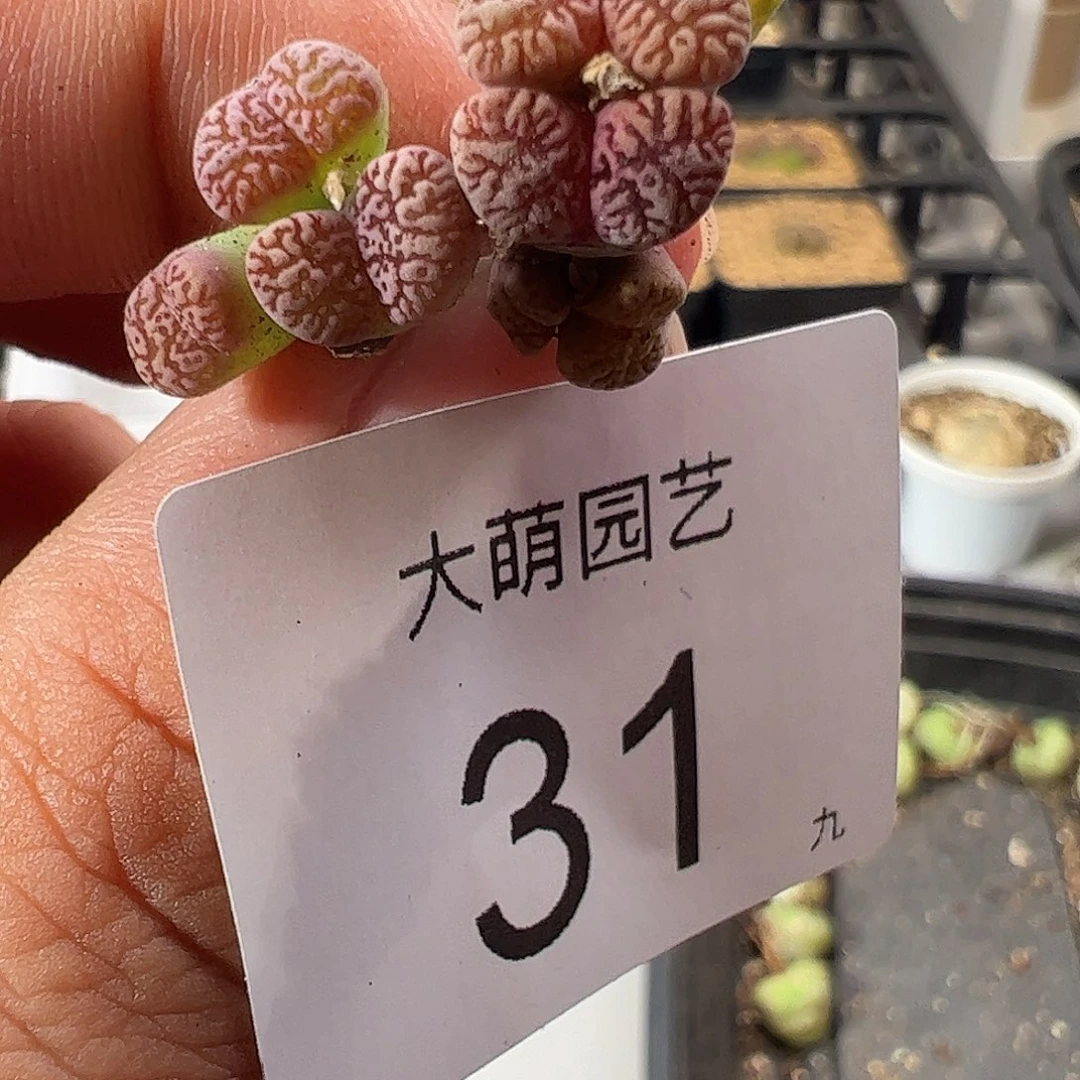 000031 一物一拍优选鸟哈尼