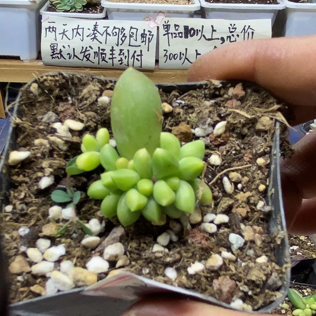 17229 千代田之松锦