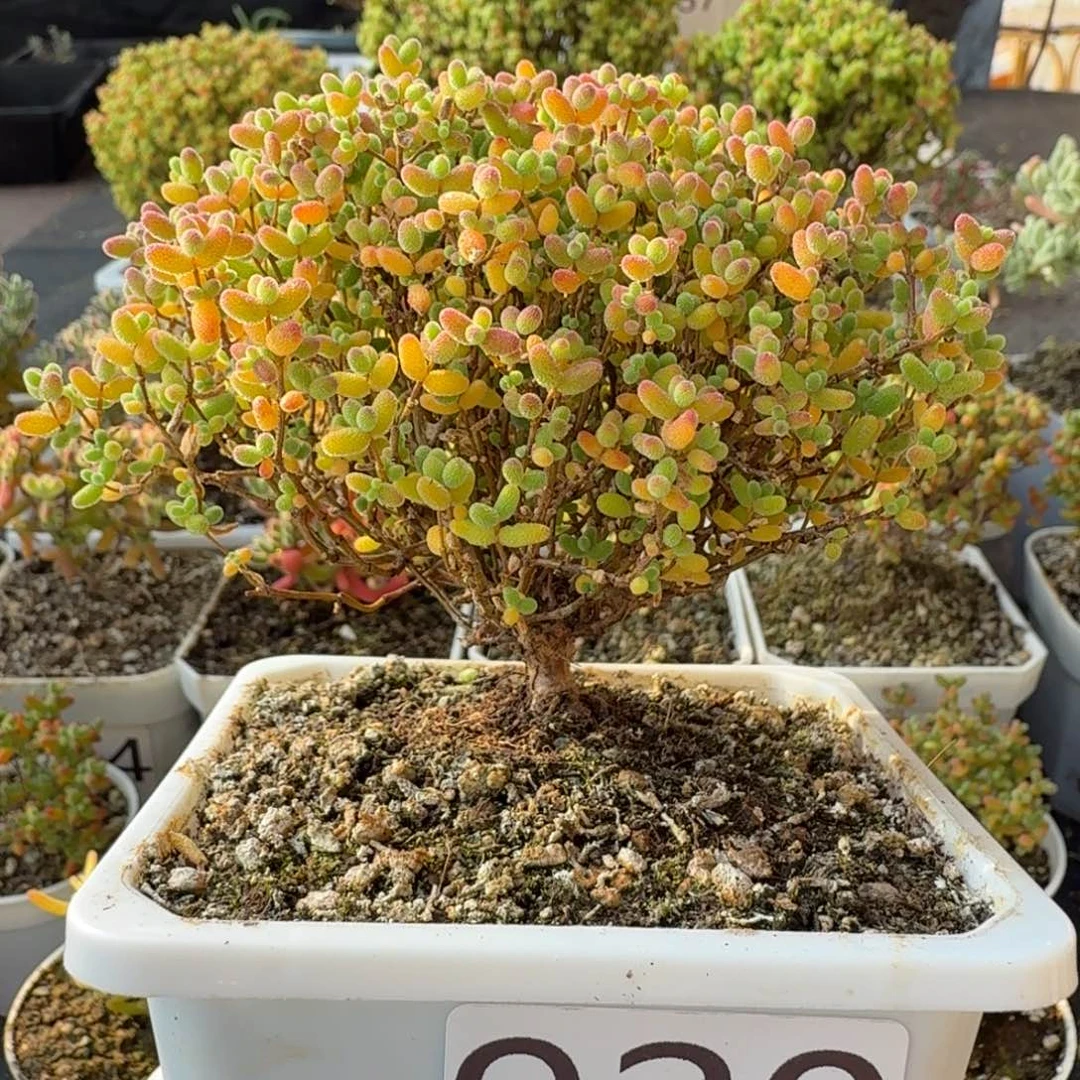 920精控蜜橘糖球枝干