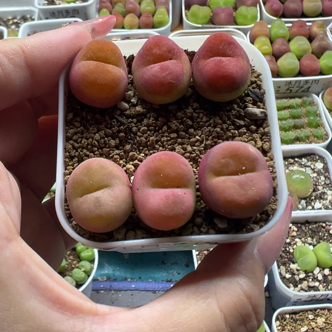 508水蜜桃裸根发货