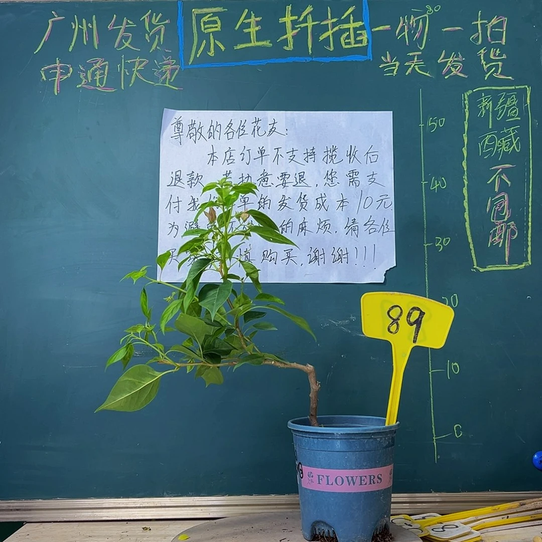 当前无花栽培后可以开花造型 暗斑水晶89