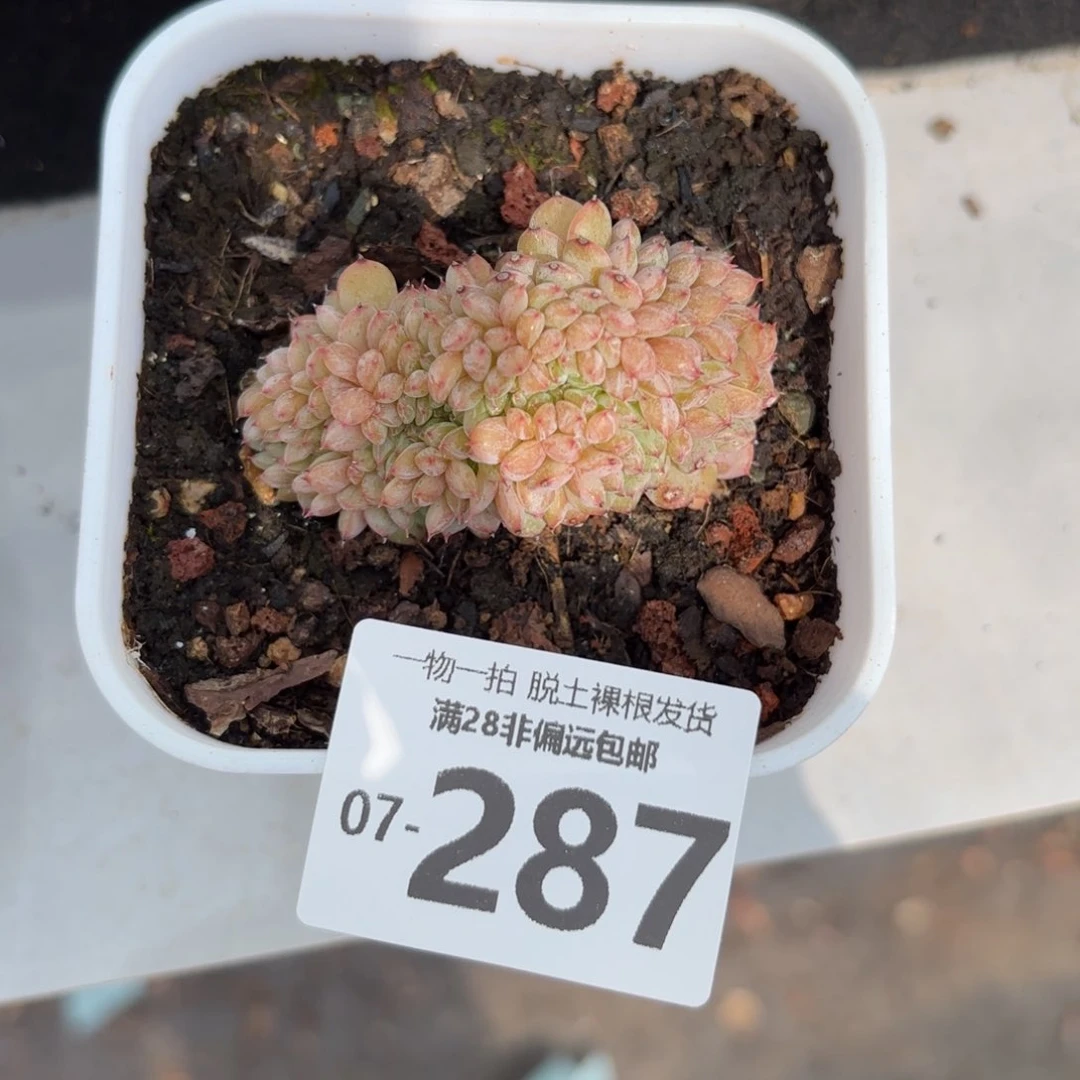 白胖子缀化多肉多肉