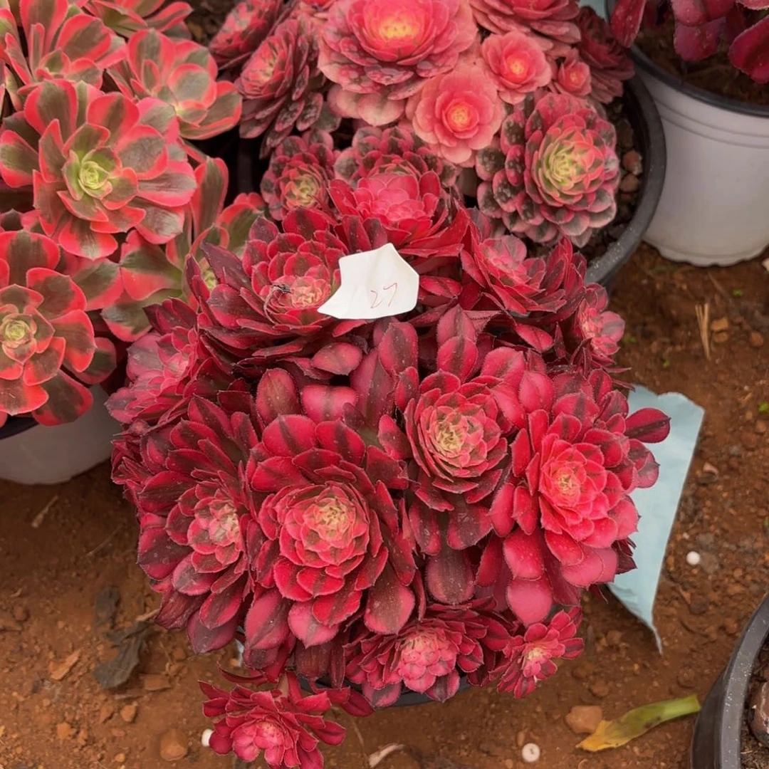 彩*云南洪洞27号