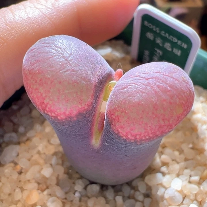 132。青蛙5年流沙子大母本