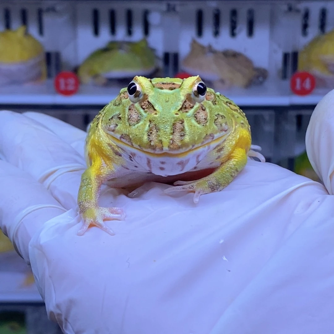 角蛙角蛙3-10cm闪购专享链接