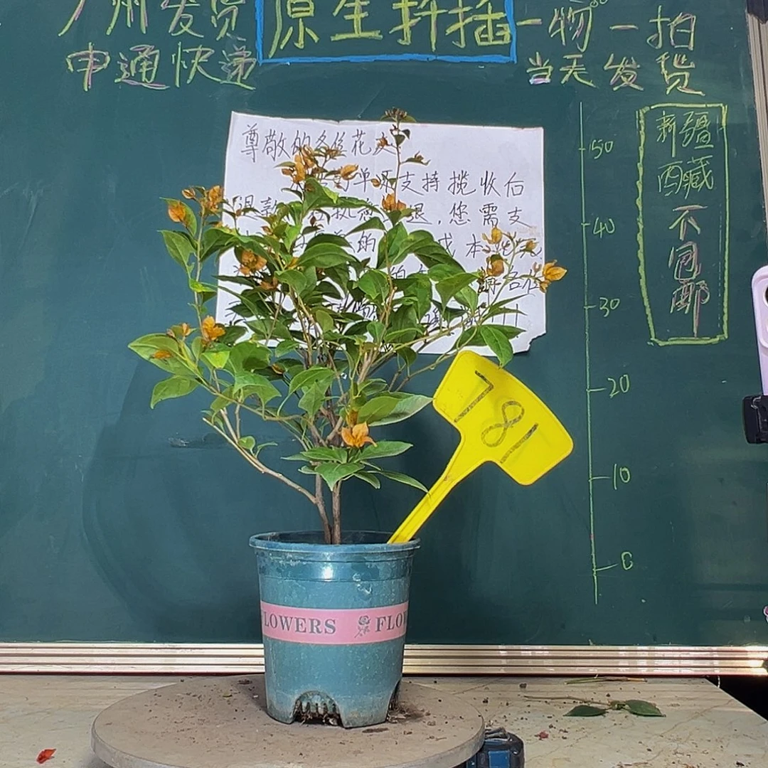 当前无花栽培后可以开花双杆金发女郎781