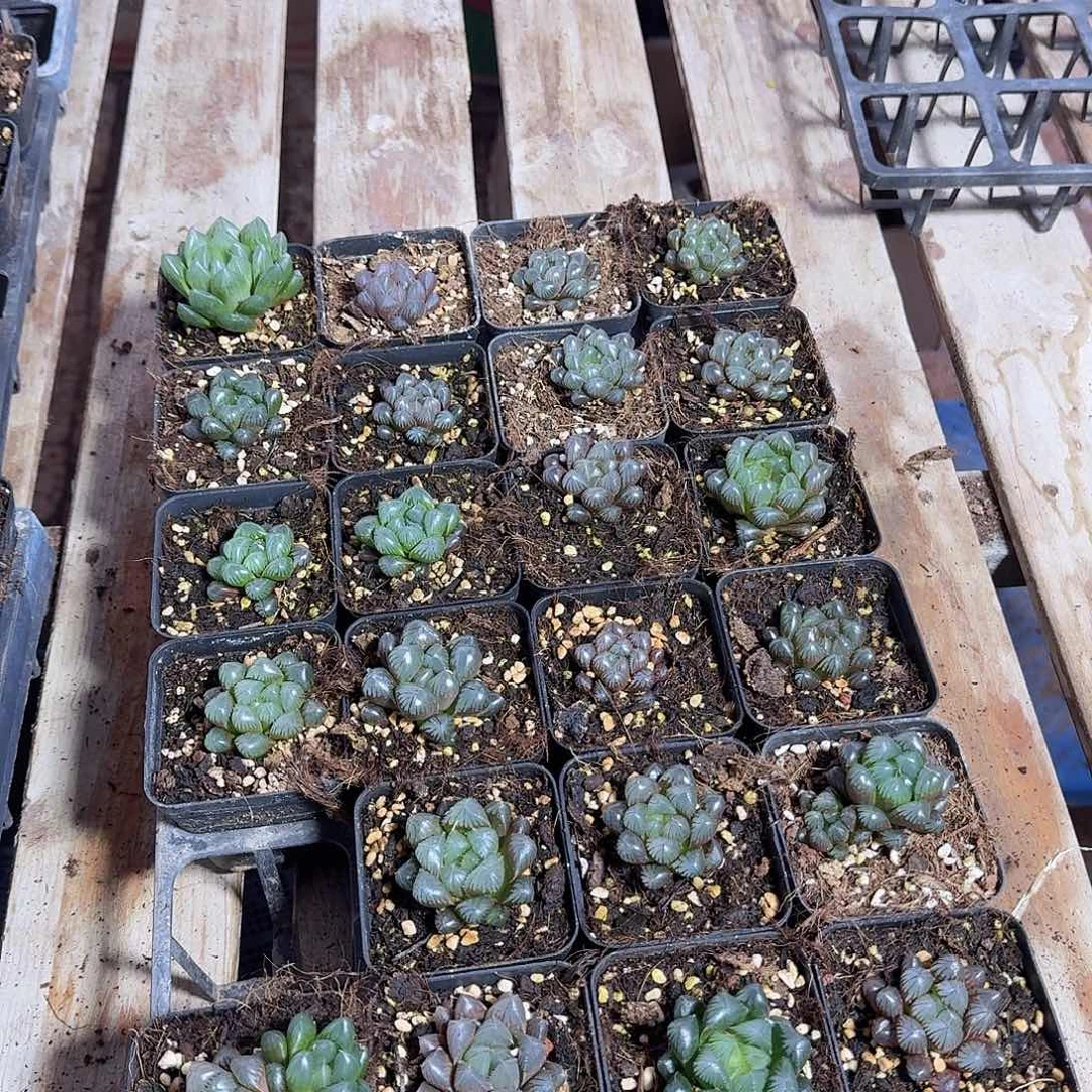 7方7颗优选带盆土量拍