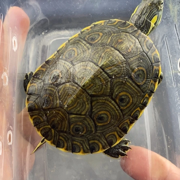 巴西彩龟母6666666