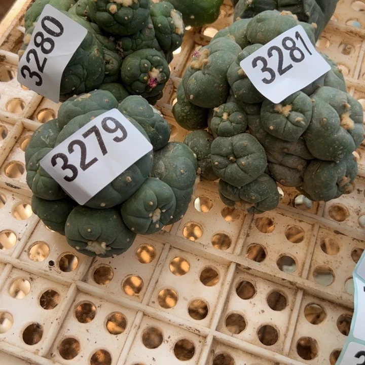 周***元海鲜仙人球3279-3280-81