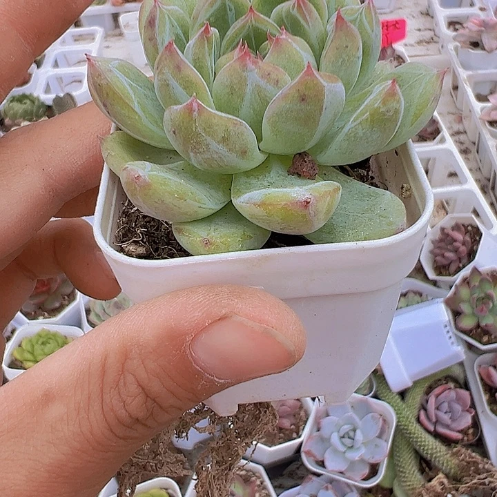 雪花珍妮多肉19包邮