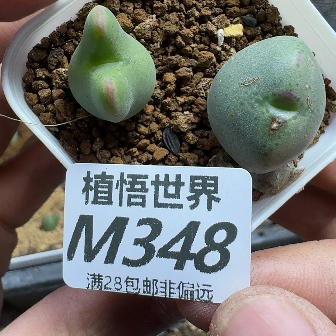 多肉杂的润泽的人生gv