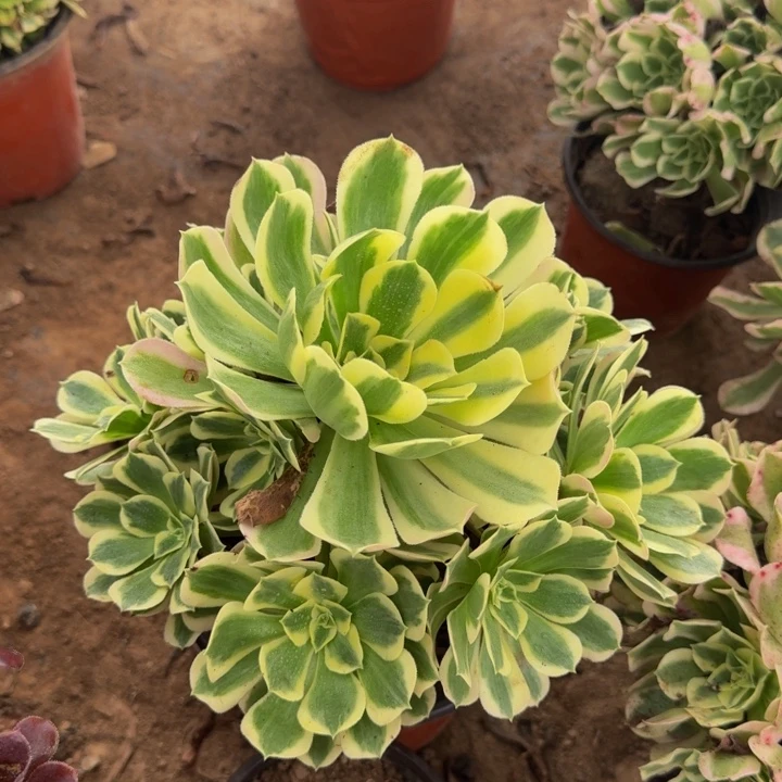 雨花石冷棚9.9。