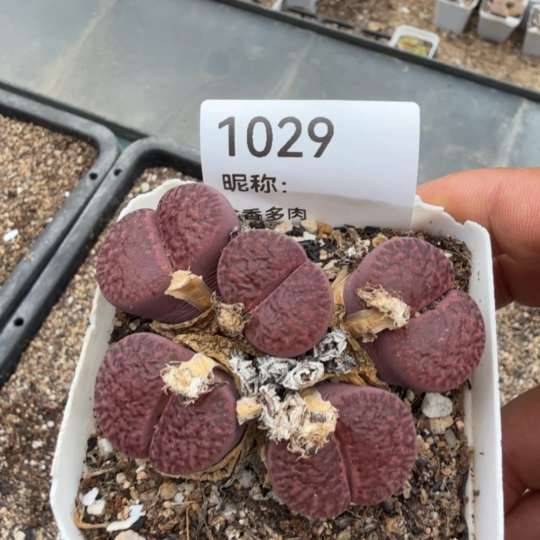 运***儿多肉植物多肉植物