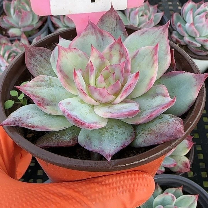 4 惊鸿仙子多肉植物透体拉丝