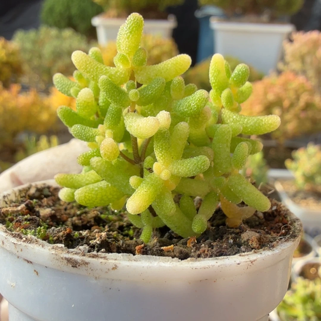 A066糖球6号锦枝干