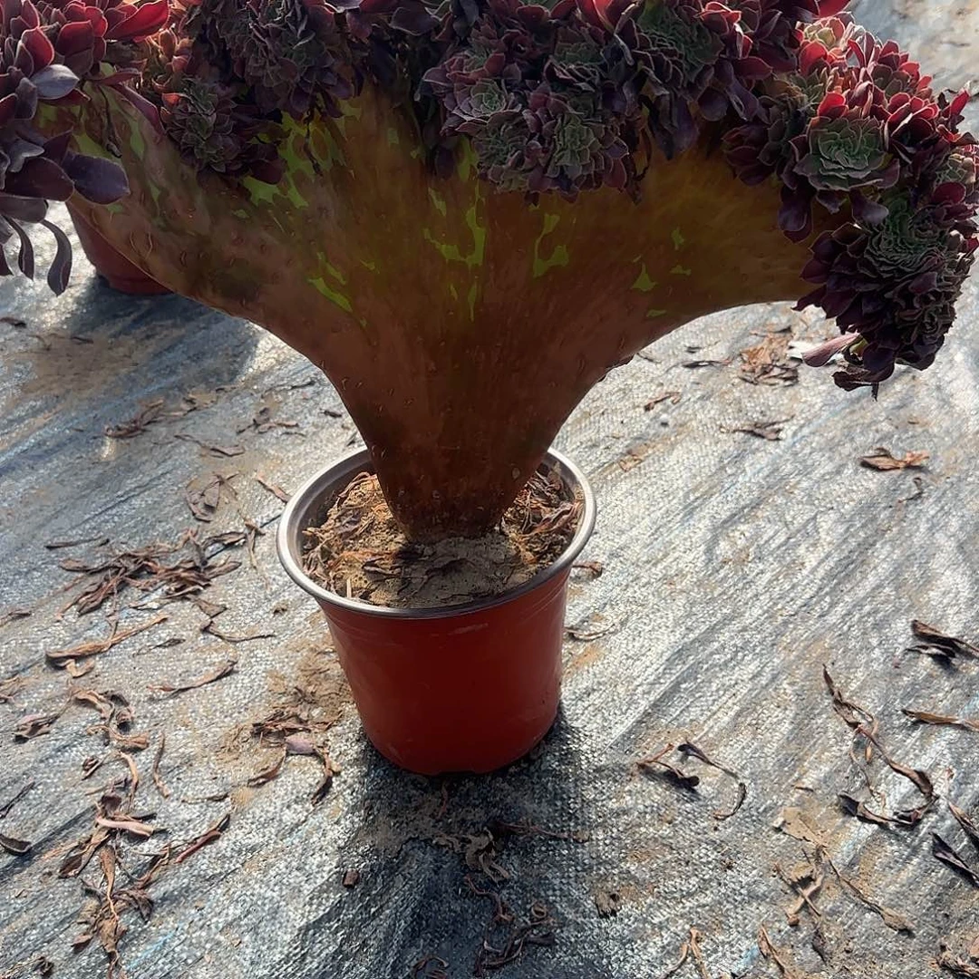 。***朗无花朵欧紫缀话脱土发货