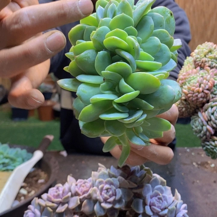 @***雨27号白凤多肉植物