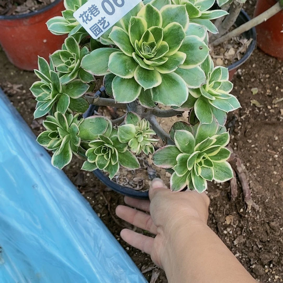 610 号大叶绿玫瑰锦20包邮不包断枝