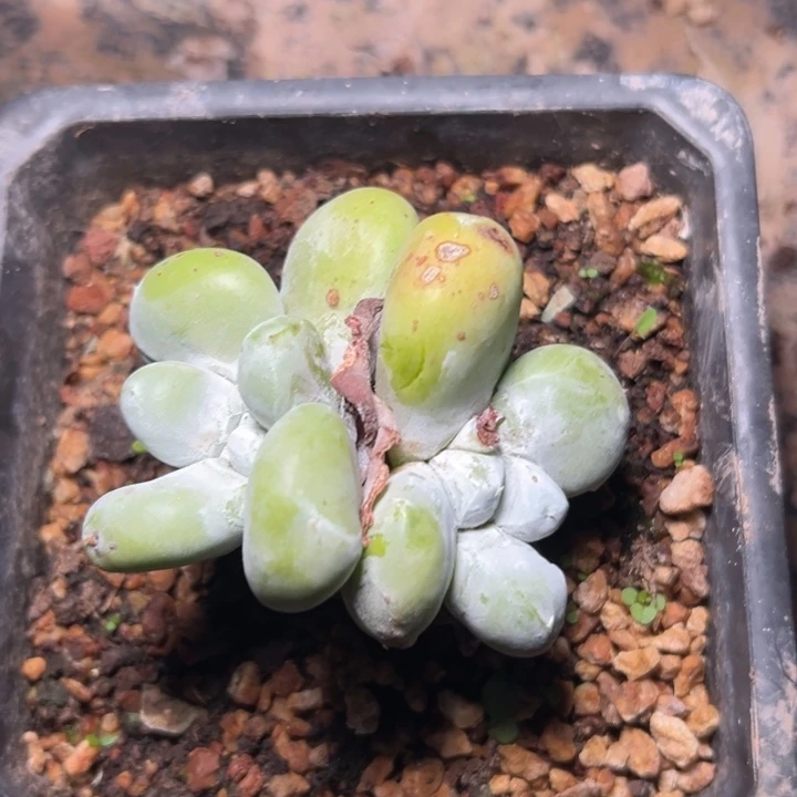 安***妮锦宸多肉谢谢姐姐2762